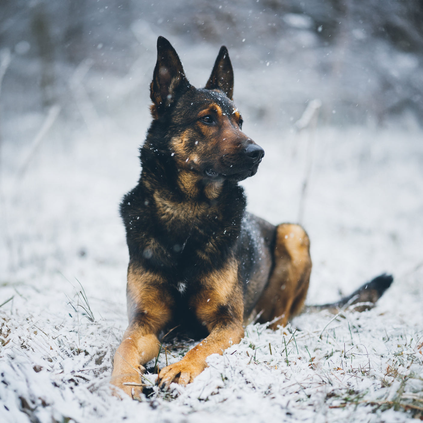 Dog Paw Snow Wax