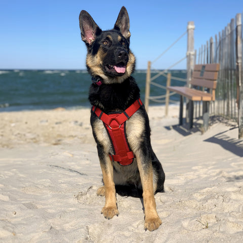 Dog Paw - Beach Wax