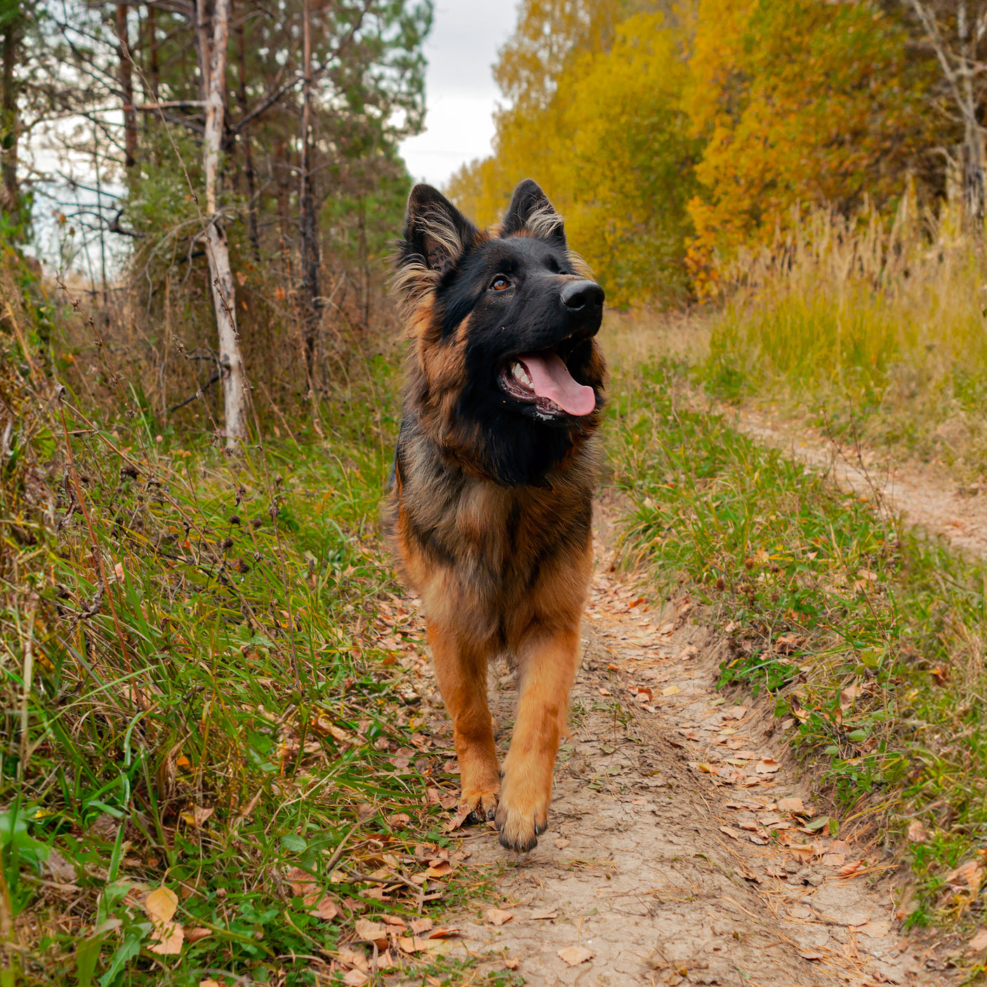 Dog Paw Trail Wax